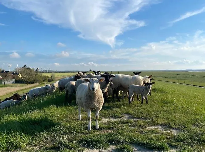 بيت للعطل Kiebitz